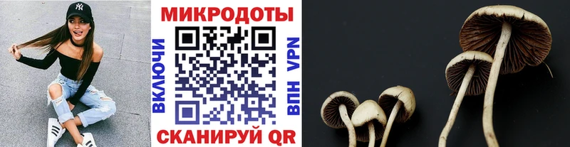 Галлюциногенные грибы Cubensis  наркотики  Гурьевск 